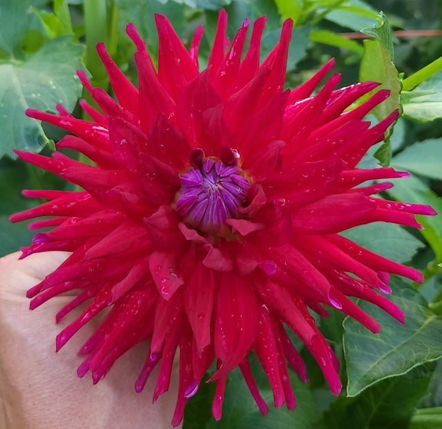 Meadowpoint Dahlias