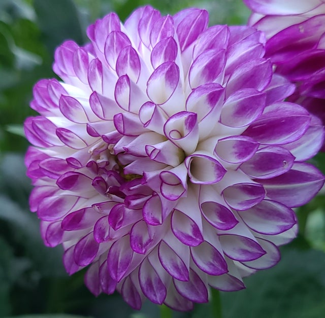 Meadowpoint Dahlias