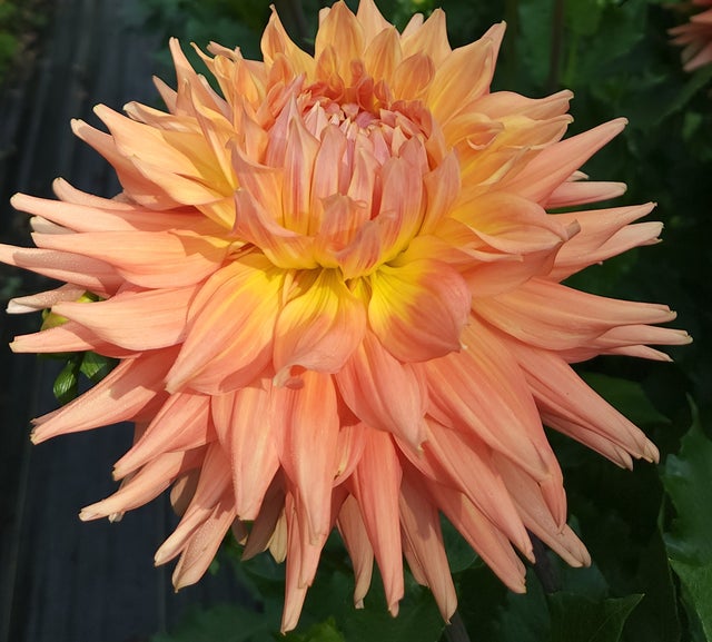 Meadowpoint Dahlias