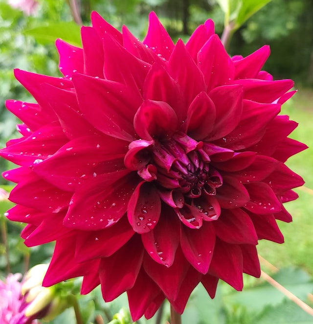 インスパイア　グランドキング　オレンジ蓄光　ソフビ　マーミット Meadowpoint Dahlias