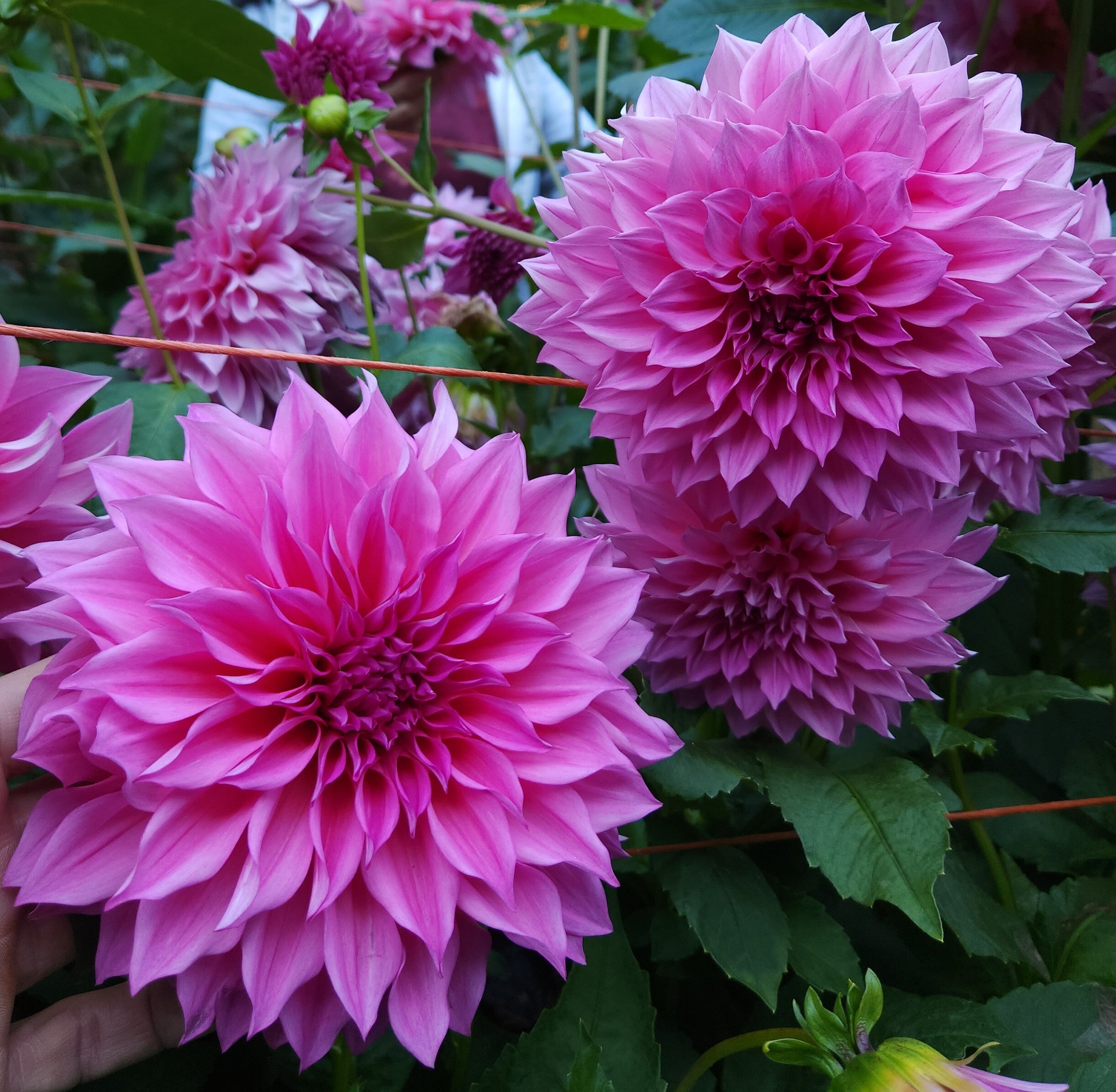 cafe-au-lait-rose-meadowpoint-dahlias