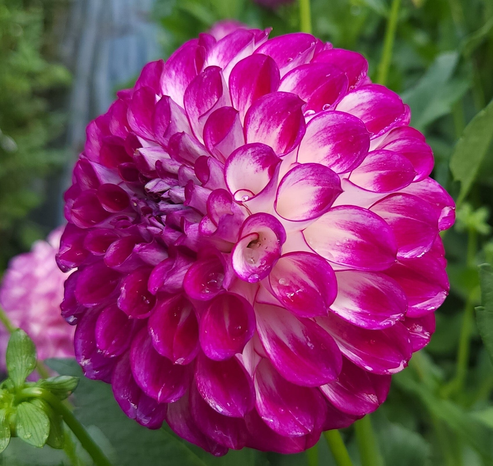 AC Devin | Meadowpoint Dahlias
