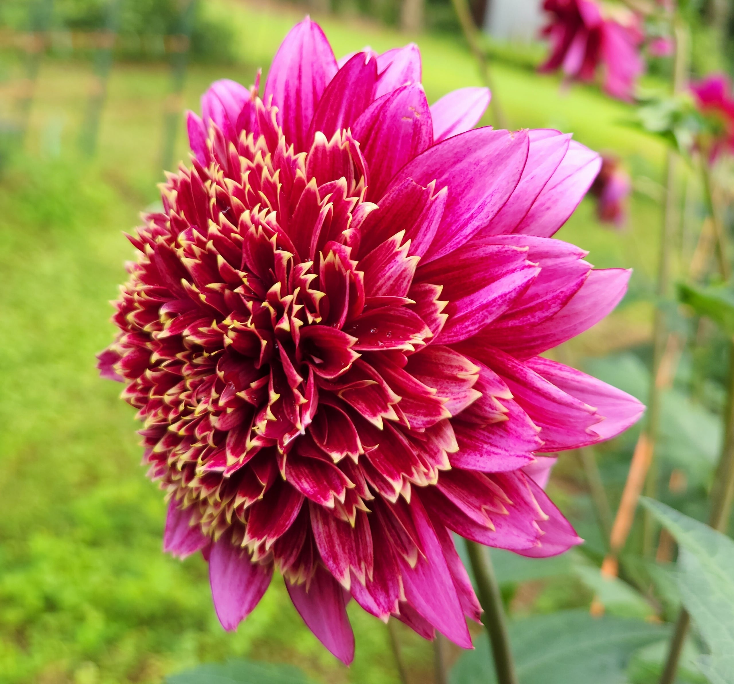 Mambo | Meadowpoint Dahlias