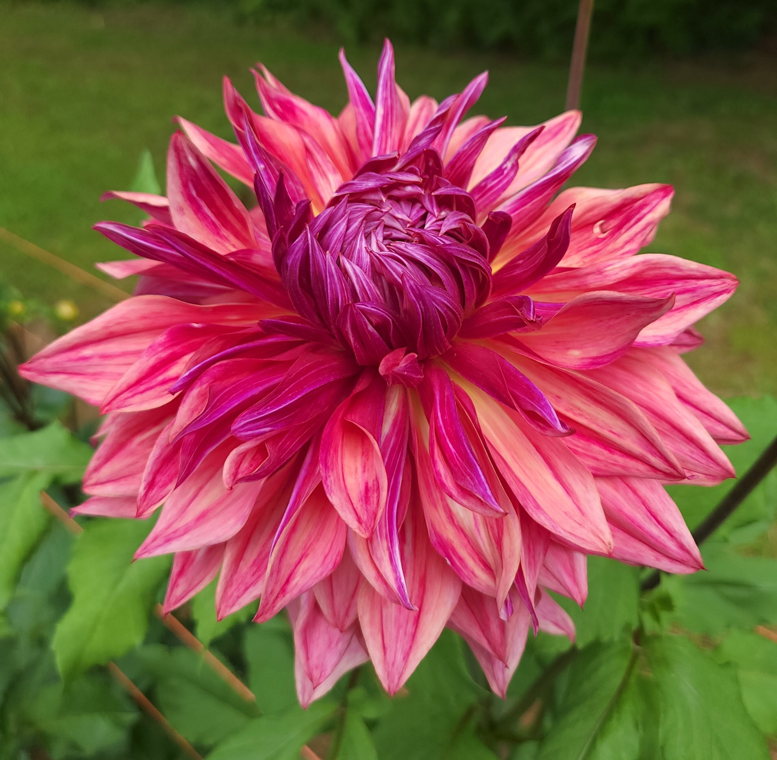 Penhill Dark Monarch Meadowpoint Dahlias