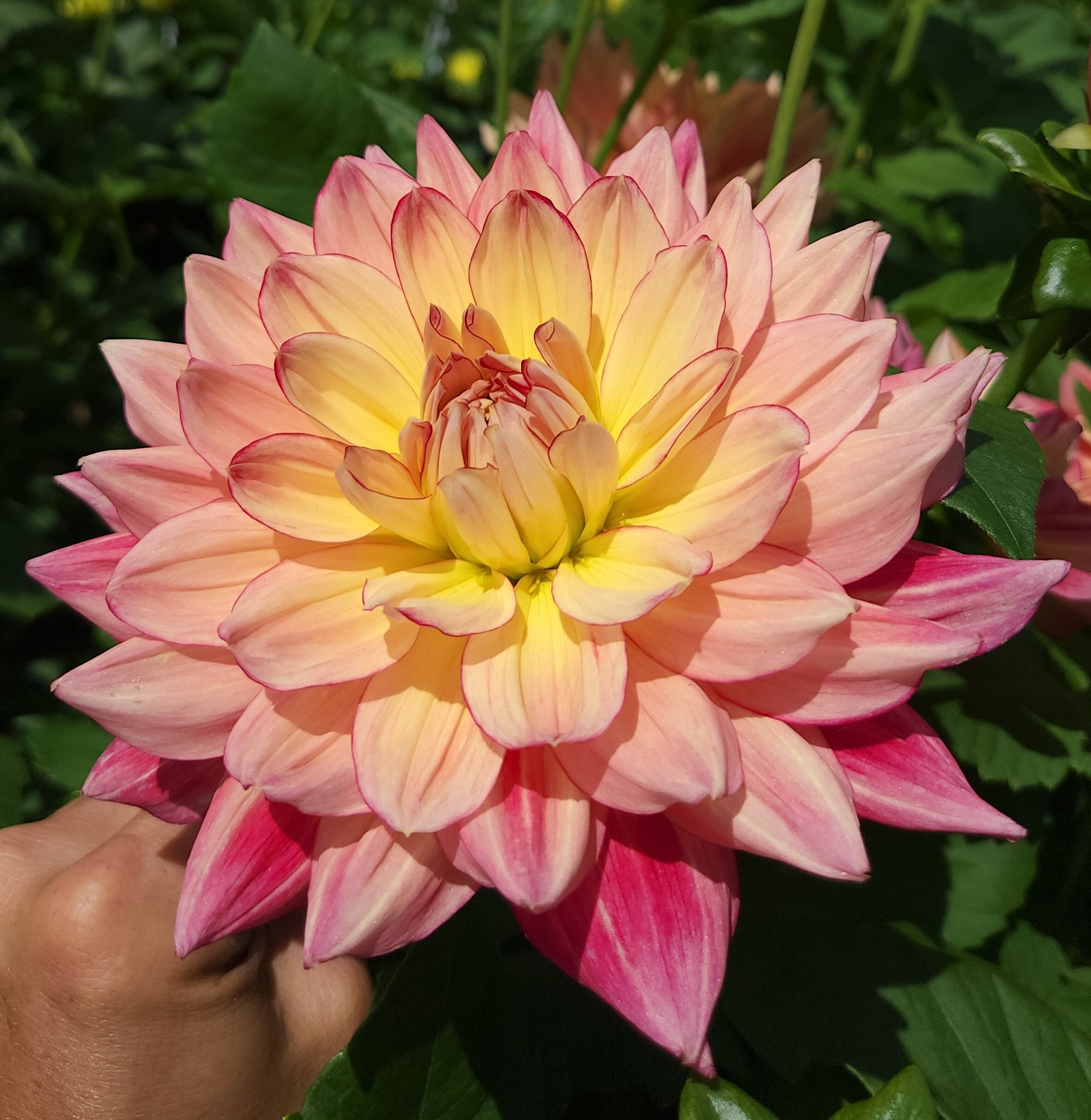 Bubbling Over Meadowpoint Dahlias